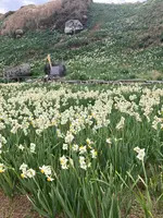 爪木崎の写真・動画_image_803081