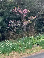 爪木崎の写真・動画_image_803084