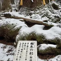 相生の杉（御神木）の写真・動画_image_803517