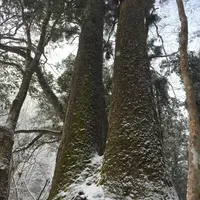 相生の杉（御神木）の写真・動画_image_803518