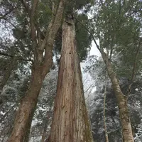 相生の杉（御神木）の写真・動画_image_803519