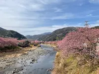 河津桜の写真・動画_image_804900