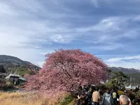 河津桜の写真・動画_image_804901