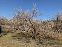 曽我別所梅林の写真・動画_image_804975