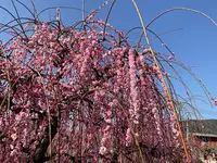 曽我別所梅林の写真・動画_image_804976