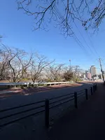 いろは坂桜公園の写真・動画_image_805989