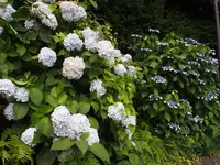 飛鳥山公園の写真・動画_image_80726