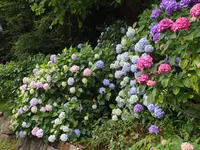 飛鳥山公園の写真・動画_image_80729