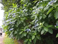 飛鳥山公園の写真・動画_image_80730