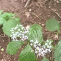 正丸駅の写真・動画_image_80765