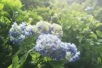 伊豆ケ岳の写真・動画_image_80793