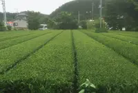 ワイズガーデンの写真・動画_image_80799