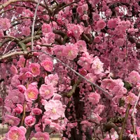 鈴鹿の森庭園の写真・動画_image_808005