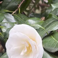 椿大神社の写真・動画_image_808010