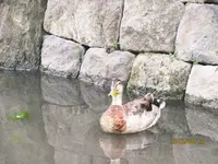 小石川後楽園の写真・動画_image_80834