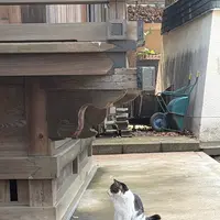 代々木八幡宮の写真・動画_image_810213