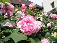 神戸布引ハーブ園/ロープウェイの写真・動画_image_81050