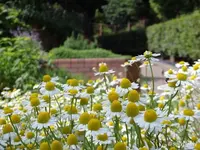 神戸布引ハーブ園/ロープウェイの写真・動画_image_81052