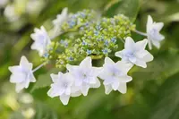 東慶寺の写真・動画_image_81073