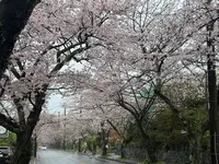 伊豆高原桜並木の写真・動画_image_810991