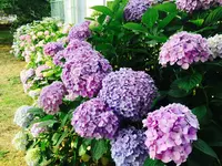 朝霞市役所 産業文化センターの写真・動画_image_81141