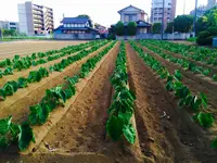 朝霞市役所 産業文化センターの写真・動画_image_81149