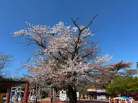松ヶ岡公園の写真・動画_image_811930