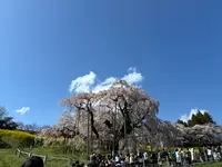 三春滝桜の写真・動画_image_811952