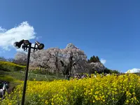 三春滝桜の写真・動画_image_811954