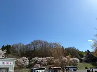 三春滝桜の写真・動画_image_811956