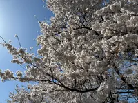 三春滝桜の写真・動画_image_811957