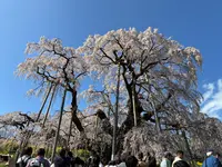 三春滝桜の写真・動画_image_811958