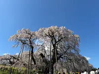 三春滝桜の写真・動画_image_811960