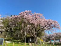 延命地蔵尊・紅枝下地蔵桜の写真・動画_image_811961