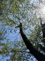 井の頭恩賜公園の写真・動画_image_812158