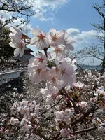 紀三井寺の写真・動画_image_812587