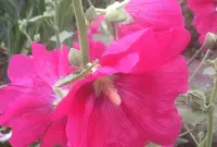 伊豆ケ岳の写真・動画_image_81296