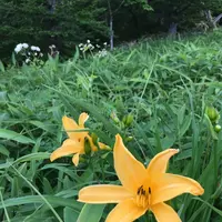 霧降高原の写真・動画_image_81335