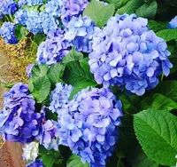 千鳥ヶ淵の写真・動画_image_81404