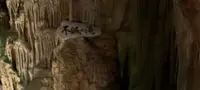 あぶくま洞の写真・動画_image_814375