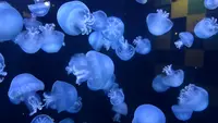 鶴岡市立加茂水族館（クラゲドリーム館）の写真・動画_image_815321