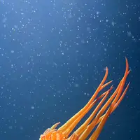 鶴岡市立加茂水族館（クラゲドリーム館）の写真・動画_image_815323