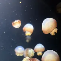 鶴岡市立加茂水族館（クラゲドリーム館）の写真・動画_image_815324
