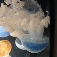 鶴岡市立加茂水族館（クラゲドリーム館）の写真・動画_image_815325