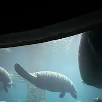 リバー・サファリ・シンガポールの写真・動画_image_815491