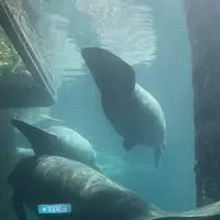 リバー・サファリ・シンガポールの写真・動画_image_815493