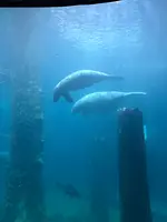 リバー・サファリ・シンガポールの写真・動画_image_815494