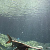 S.E.A. Aquariumの写真・動画_image_815549