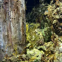 S.E.A. Aquariumの写真・動画_image_815558