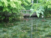 モネの池（名もなき池）の写真・動画_image_81603